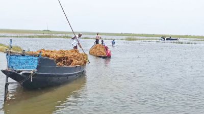 Receding waters expose extensive crop damage in B’baria haors