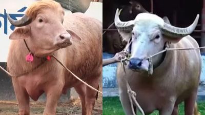 ‘Trump’ and ‘Netanyahu’ buffaloes draw large crowds