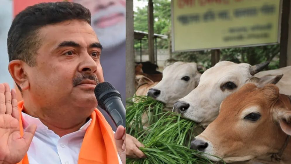 Uproar over cattle sales in West Bengal; Suvendu to make decision soon
