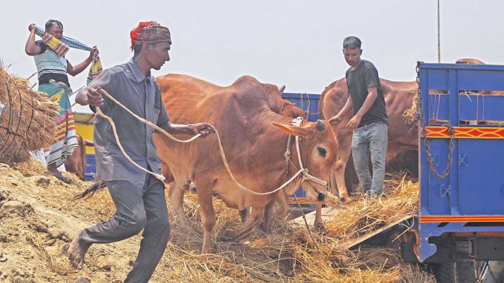 How does meat standard deteriorate due to stressful transportation?