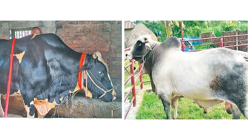 ‘Rajababu’, ‘Sadababu’ steal spotlight ahead of Eid-ul-Azha