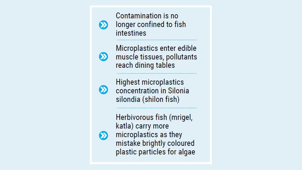 Microplastic contamination reaches edible parts of Halda fish: Study