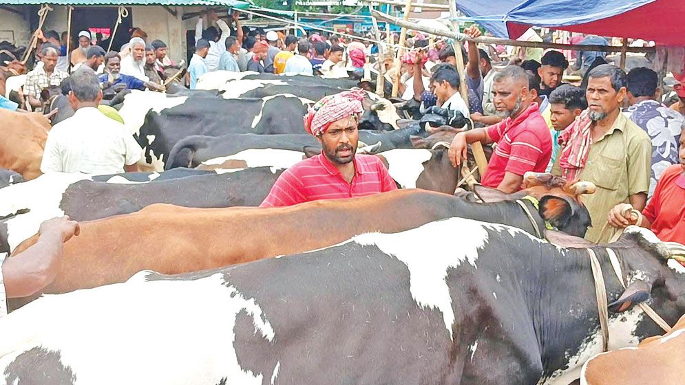 Over 4.26 lakh sacrificial animals ready ahead of Eid in Dinajpur