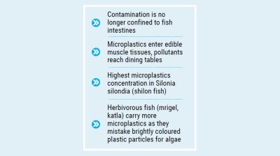 Microplastic contamination reaches edible parts of Halda fish: Study
