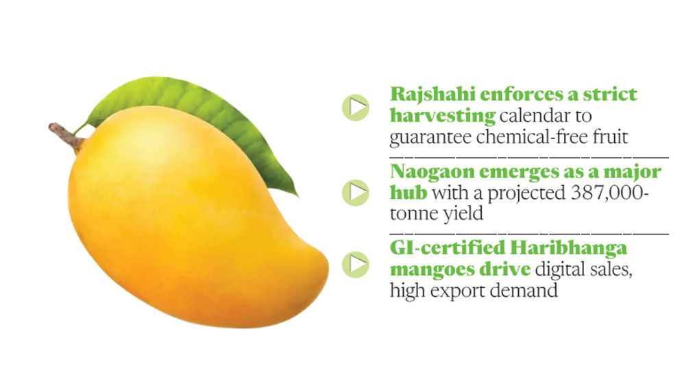 Northern mango trade eyes Tk1,500cr boom amid storm, storage fears