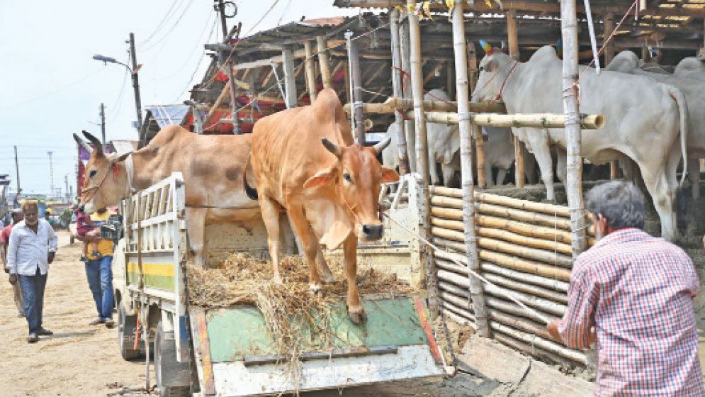 Cost pressures turn Chattogram’s Eid cattle markets into a pricey affair