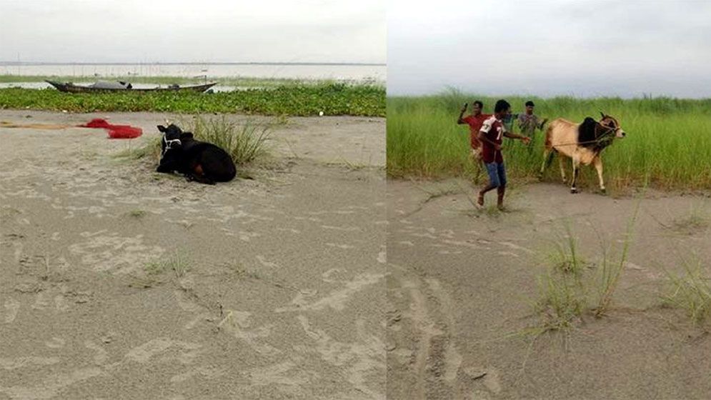 Trader missing, 23 sacrificial cows swept away as trawler capsizes in Padma River