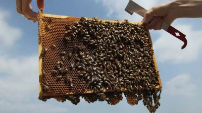 Honey industry under strain as production lags behind demand