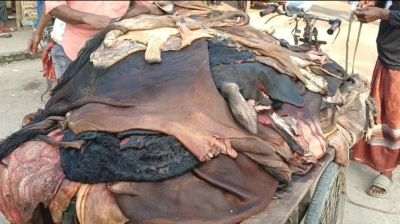 Rawhide prices fall despite govt rate hike
