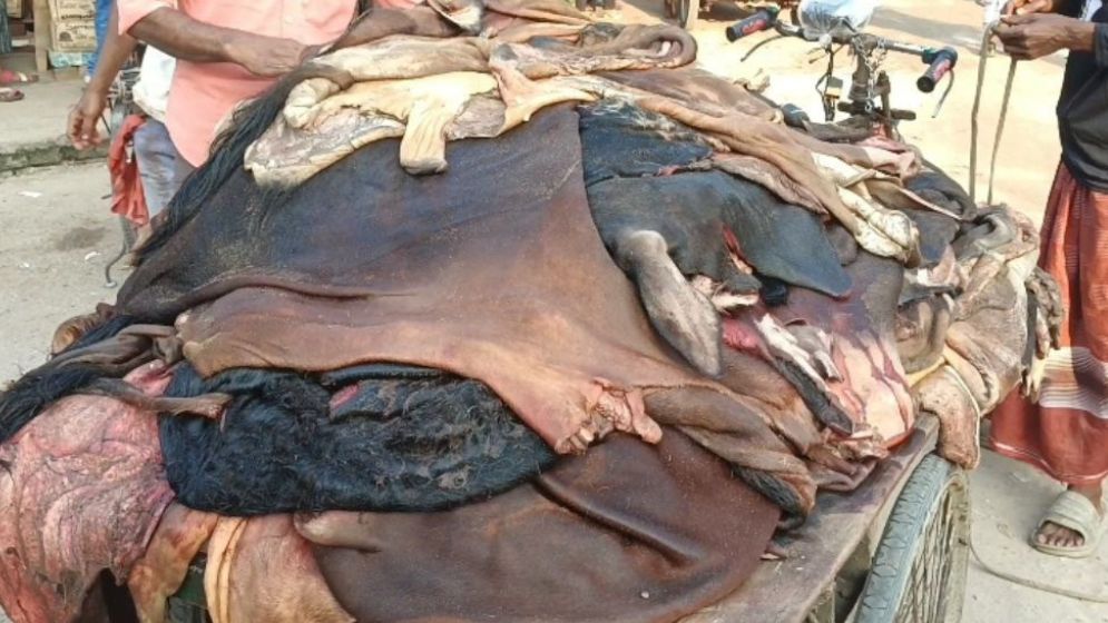 Hide market collapse in northern Bangladesh hits traders, madrasas and orphanages