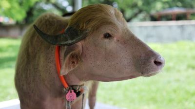 Albino buffaloes result of rare genetic conditioning, not distinct breed