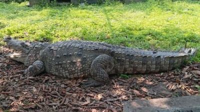 Crocodile of Khanjahan Ali shrine shifted to wildlife centre