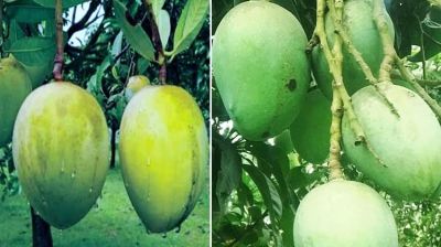 Rangpur farmers eye bumper harvest of Haribhanga mangoes