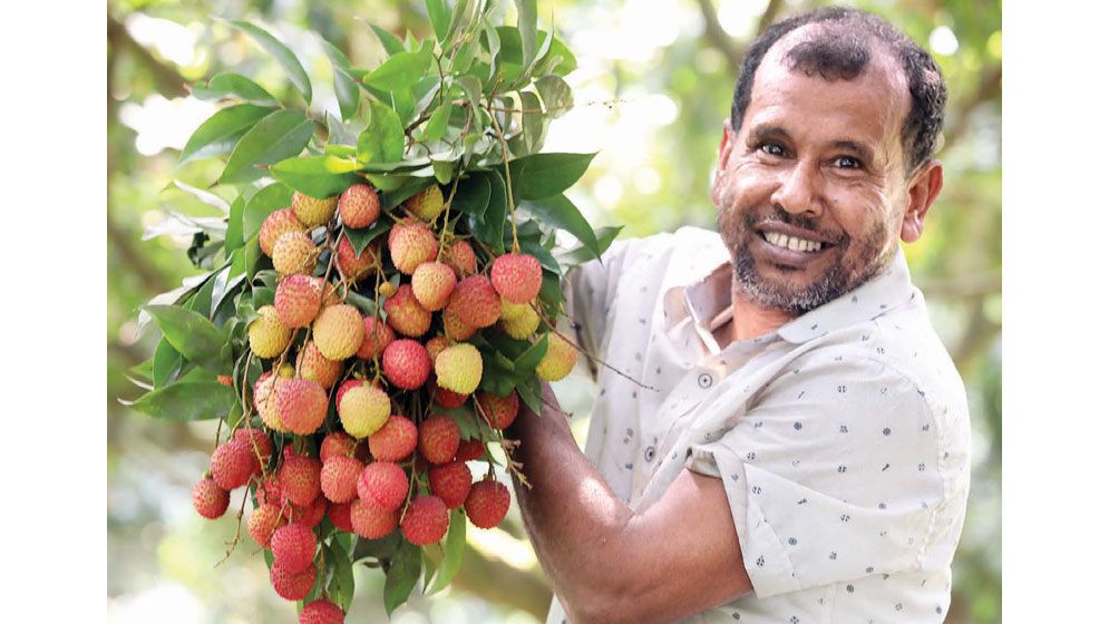 High yield offsets price fall as Ishwardi turns festive in litchi harvest
