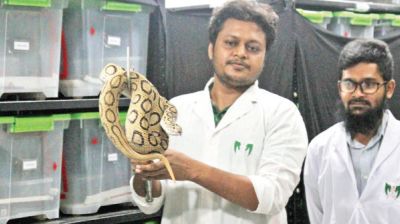 Lab trials show promise for Russell’s viper antivenom
