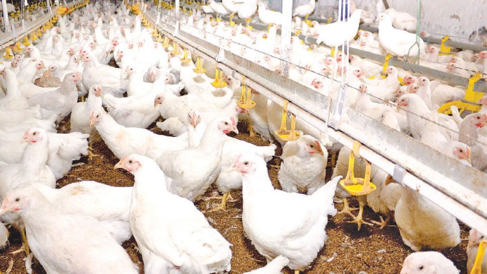 Poultry sector sees support, not for small farmers