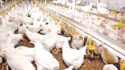 Poultry sector sees support, not for small farmers