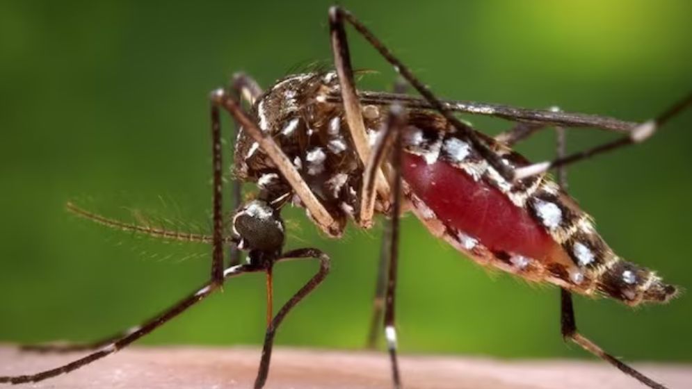 Special task force to be formed to strengthen dengue prevention