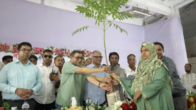 Tree plantation, sapling distribution programme launched in Monohardi
