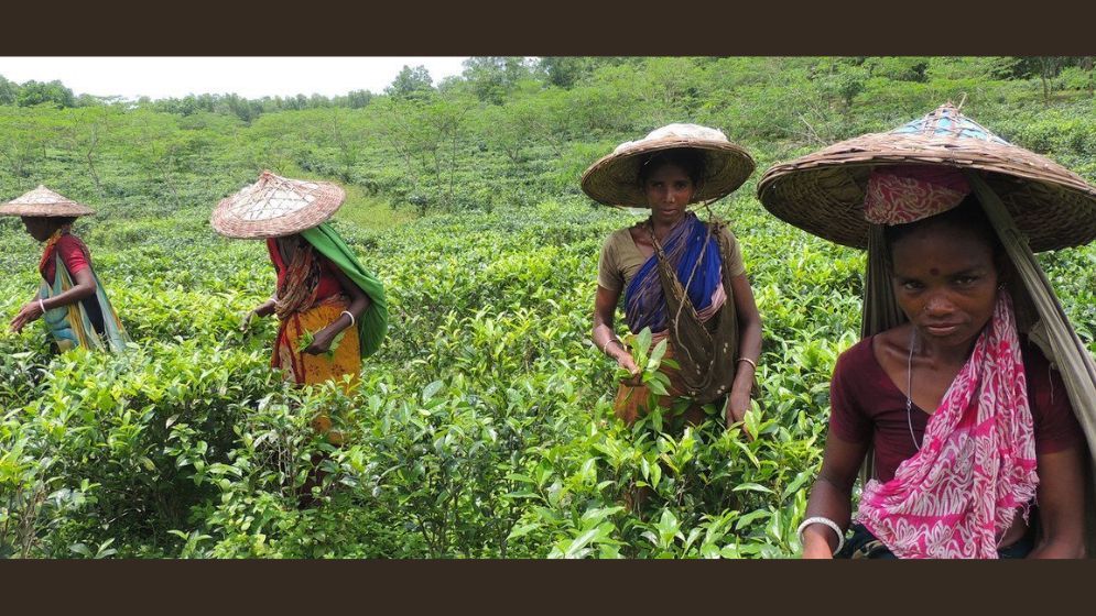 Govt to revise tea workers' minimum wage in August: Minister