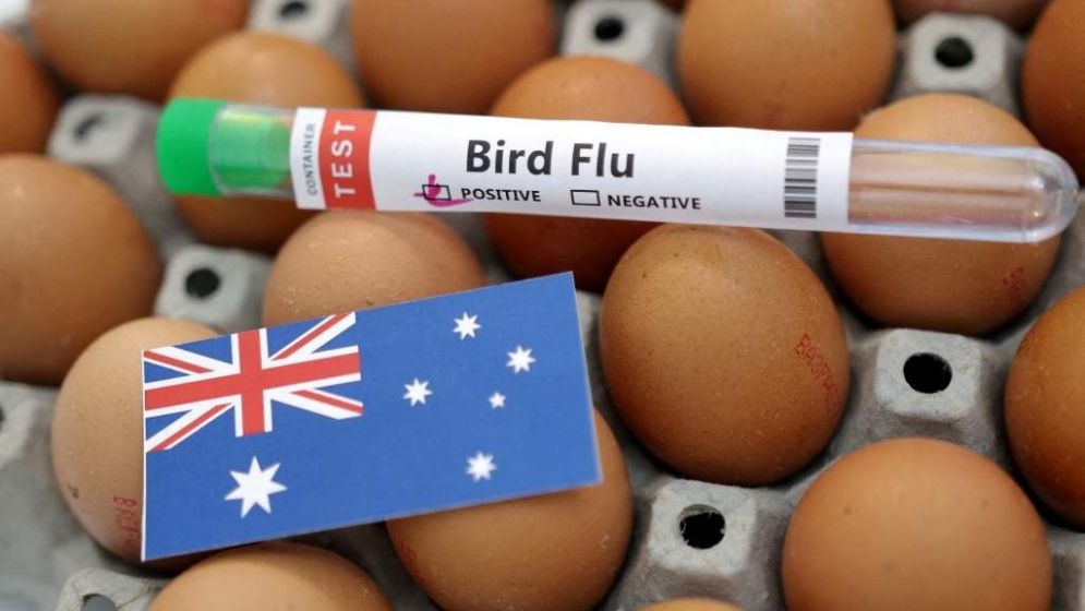 Australia confirms H5N1 bird flu case in Australian seabird for first time