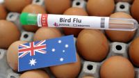 Australia confirms H5N1 bird flu case in Australian seabird for first time
