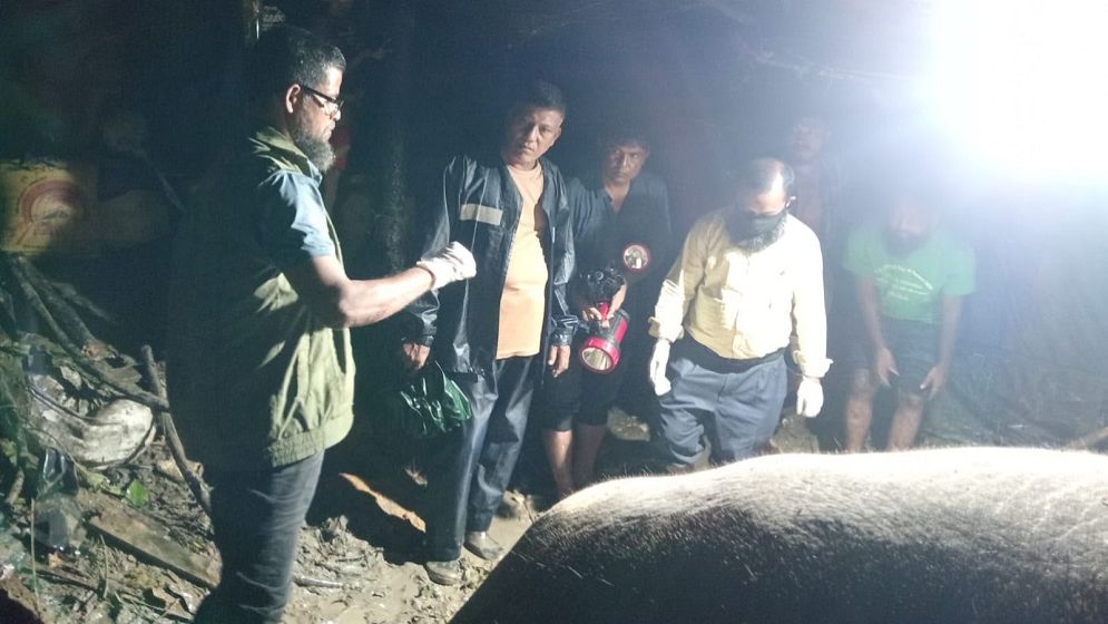 PM orders proper treatment of elephant injured in hill collapse