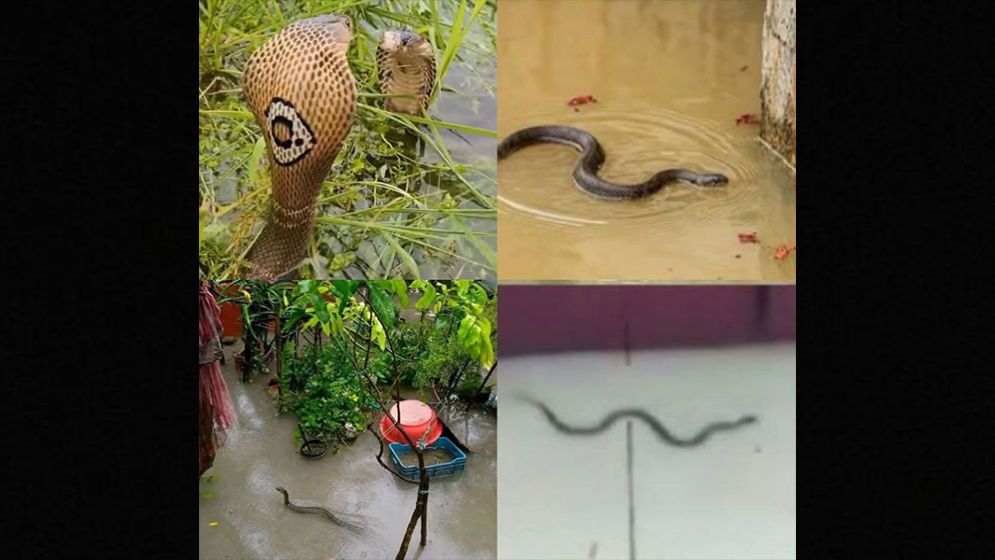 Over 75 injured by snakebites in flood-hit Chattogram