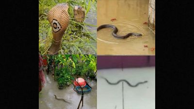 Over 75 injured by snakebites in flood-hit Chattogram
