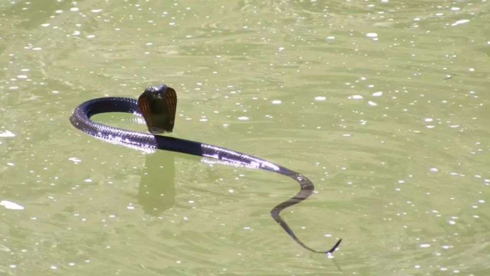 Snake charmer hospitalised after cobra bite during rescue operation in Kushtia