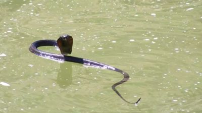 Snake charmer hospitalised after cobra bite during rescue operation in Kushtia