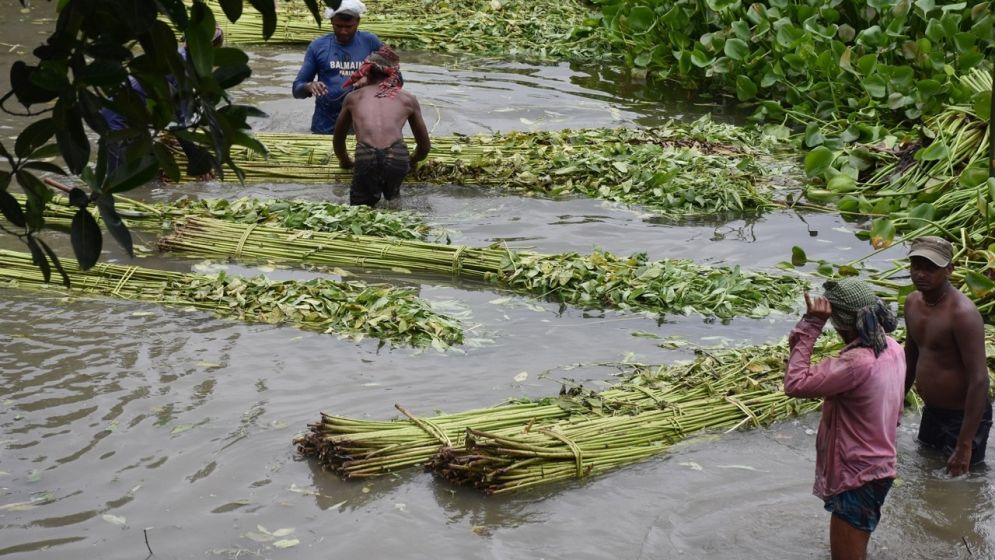 Bumper harvest fail to reduce concern over price for Rajbari jute farmers