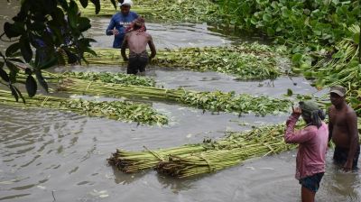 Bumper harvest fail to reduce concern over price for Rajbari jute farmers