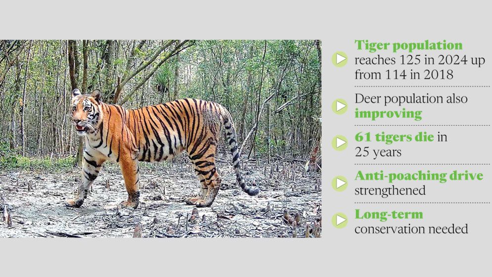 Tiger population rebounds in Sundarbans despite decades of losses