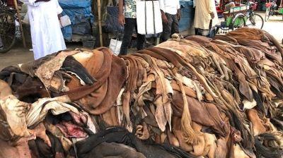 Protein filler, collagen to be produced from tannery waste