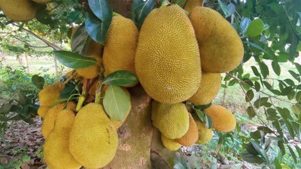 Fresh Bangladeshi jackfruit approved for export to China