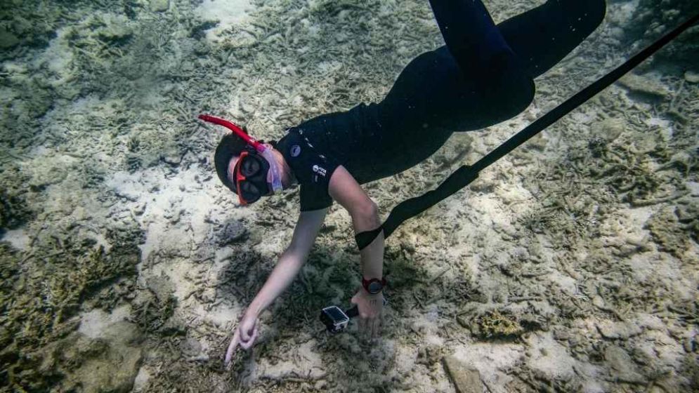 Japan coral protectors race to save reefs from heat 'bomb'