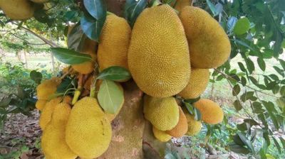 Fresh Bangladeshi jackfruit approved for export to China