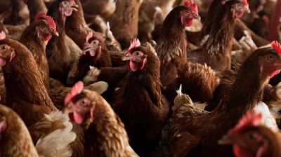 Organic eggs have worse impact on climate than eggs from caged chickens