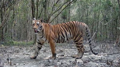 Sundarbans tiger population rises, incursions into villages decline