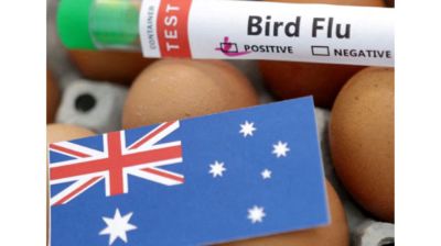 Australia suspects local transmission of H5 bird flu