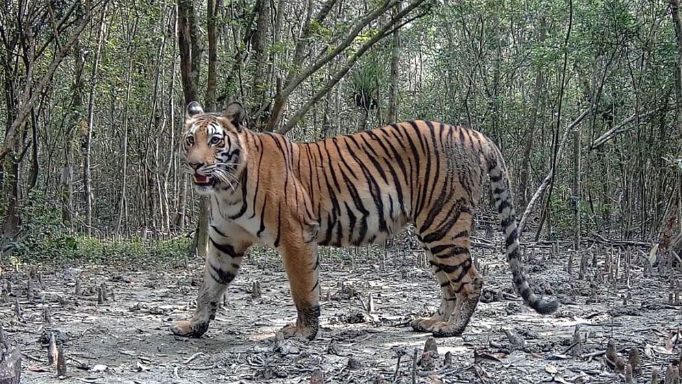 Sundarbans tiger population rises, incursions into villages decline