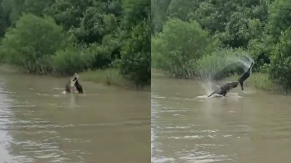 Crocodile spotted feeding on goat in Sundarbans, tourist captures video