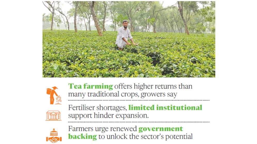 Tea cultivation emerges as tobacco alternative in Lalmonirhat