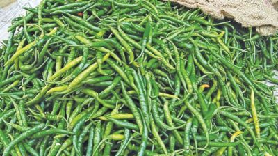 800 traders seek green chilli import permits
