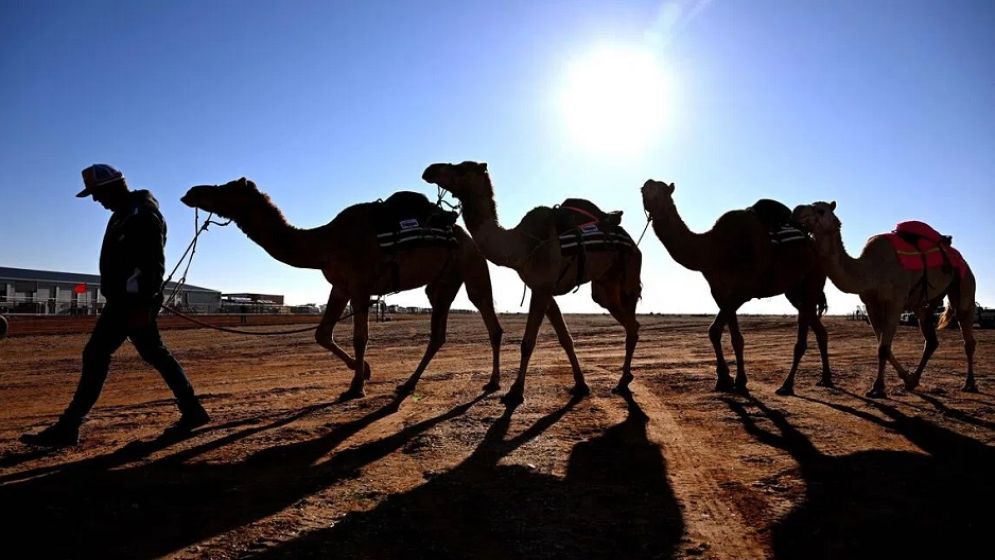 Camels find unlikely home in outback Australia