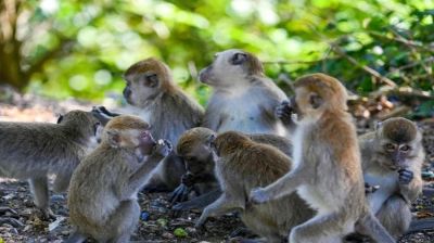 Indonesia traps monkey to end rampage that wounded 18 people