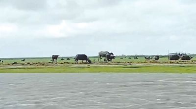 Livestock theft syndicate runs rampant in Meghna chars