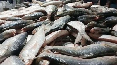 46 maunds of hilsa caught in single haul off Kuakata, sold for Tk48.5 lakh
