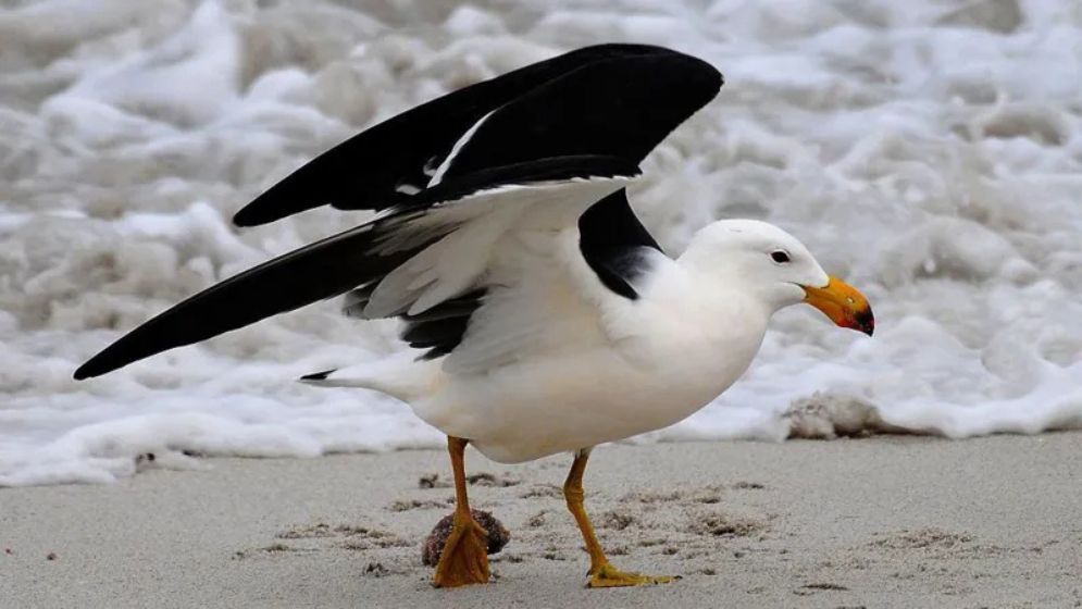 Australia to vaccinate birds against H5 avian influenza